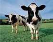 Two Holstein Cows in Grass Field Art Print Poster - 13x19
