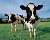 Two Holstein Cows in Grass Field Art Print Poster - 13x19