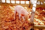 Piglet - 24