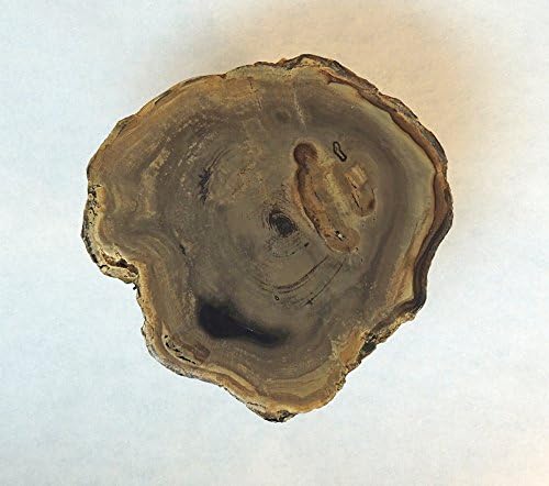 Dicot Petrified Wood 31 Million Years Old Little Butte Volcanic Formation Oregon 7