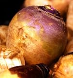 Organic Joan Rutabaga - 90 Seeds - B001IDIWS0