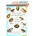 A Guide to the Nests, Eggs, and Nestlings of North American Birds (Princeton Field Guides)
