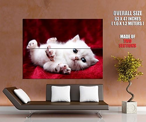 Cute Small White Kitten Baby Cat Print POSTER GIGANTIC SIZE 63x47 inches (160x120 cm) - made of 2 sections