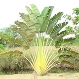 Lawn & Patio - Travelers Palm Plant Ravenala madagascariensis for indoors or outdoors [PF014]