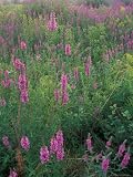 Purple Loosestrife, Invasive Alien Plant, Portsmouth, New Hampshire, USA Photographic Poster Print by Jerry & Marcy Monkman, 18x24