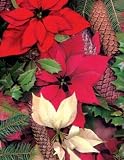 Springbok Poinsettias and Pine Cones 500 Piece Jigsaw Puzzle - B000BXKRXQ