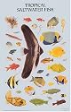 Tropical Saltwater Fish Poster (Posters)