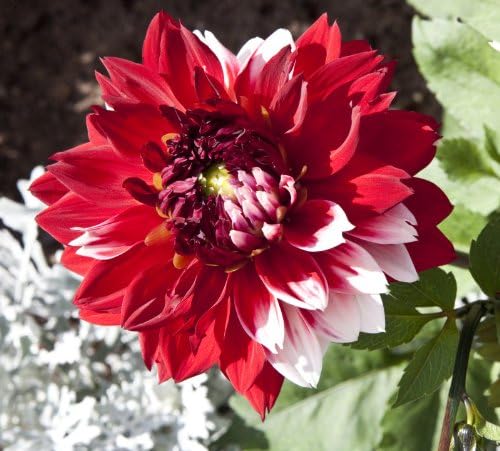 Aachener Karneval Dahlia, Dahlia Flower 50 Seeds, Annual, Idahoseeds Seed Pack