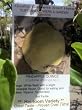 Pineapple Quince Tree, Five Gallon Single Trunk Specimen