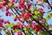 Wallmonkeys Peel and Stick Wall Decals - Zierjohannisbeere - Flowering Currant 06 - Removable Graphi