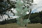 Pinus Flexilis 'Cesarini Blue'