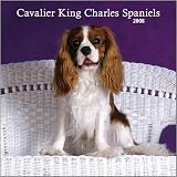 Cavalier King Charles Spaniels 2008 Wall Calendar