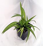 Hawaiian Spider Plant - Easy to Grow - Cleans the Air - 4 Pot -New- Green/Cream