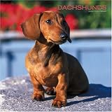 Dachshunds 2008 Square Wall