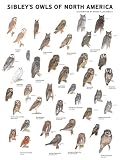 Sibley's Owls of North America