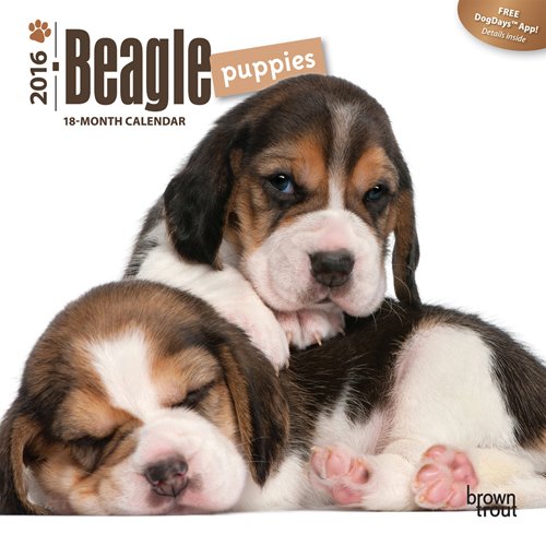 Beagle Puppies 2016 Mini 7x7 (Multilingual Edition)