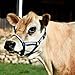 Perri's Mini Nylon Cow Halter