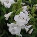 PENSTEMON WEDDING DAY-Ideal Wedding Presents-Bride