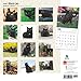 Black Cats 2016 Square 12x12 (Multilingual Edition)