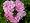 www.wildrosen.com - Wildrose Rosa virginiana - (5-Liter Topf)