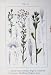 Erigeron Canadensis Flowers Sturms 1905 Perennis Bellis
