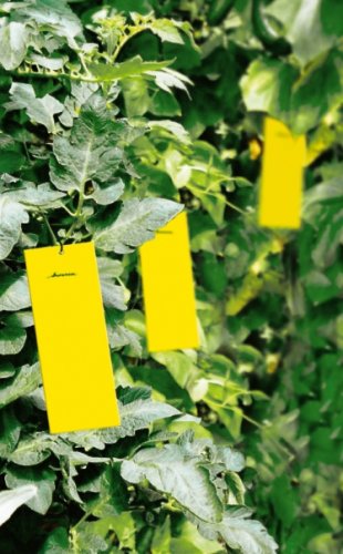 Leimtafeln 10er-Packung
