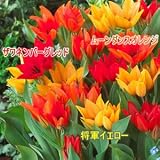 �}���`�炫�`���[���b�v�u�V���E�O���v�V��