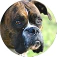 Brindle/white boxer dog fridge magnet