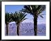Palm Trees and Red Sea, Eilat, Israel, Middle East Collections Framed Art Poster Print by Sylvain Grandadam, 39x31