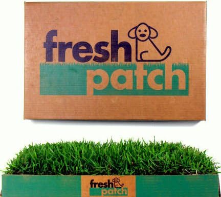 2 Fresh Patches - 2nd Patch Arrives Two Weeks After the First