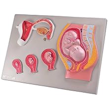 Altay Scientific Fetal Development Model, 53 x 38 x 5cm Size