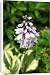 Canvas Prints of Hosta flower from Ros Drinkwater
