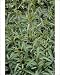 Photographic Prints of Bog sage (Salvia uliginosa) from Science Photo Library