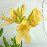 ツツジ：レンゲツツジ黄花（キレンゲ）3.5号ポット 2株セット[明るい花色のれんげつつじ]
