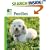 Poodles (Animal Planet Pet Care Library)