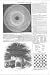 Chess Chess Problem *65, Palm Sunday 1845 Print