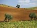Vineyards Near Montilla, Andalucia, Spain Photographic Poster Print by Michael Busselle, 12x9