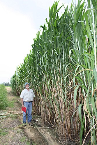 #1329*WORLD'S TALLEST GRASS*Giant Elephant Grass* 30 FT.*15 seeds* #1329*WORLD'S TALLEST GRASS*Giant Elephant Grass* 30 FT.*15 seeds*