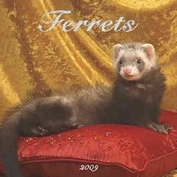 Ferrets 2009 Wall Calendar