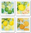 Fresh Citrus Set by Martha Negley 10"x10" Art Print Poster