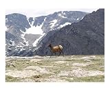 Lonely Elk Animals Photographic Poster Print by Diane Wallace, 10x8