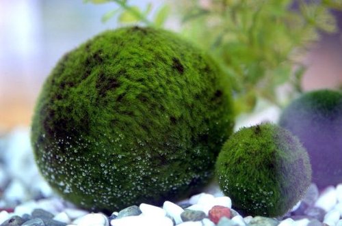 Giant Marimo Ball - Live Aquaticmagic Aquarium Aquatic Plant for Fish Tank diameter around 2 inch