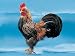 SS-CK28, Chicken - Large Rooster With Voice