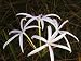 Growing of the Florida State Flower, the Swamp Lily, (Crinum Americanum), Everglades National Park Photographic Poster Print by Jeff Foott, 24x32