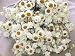 Dried Ammobium Flower Bunch - Winged Everlasting