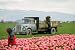 Tulip Farm Workers - 24W x 16H - Peel and Stick Wall Decal by Wallmonkeys