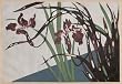 Korin Furuya, Patterns of Plants and Flowers from Nature