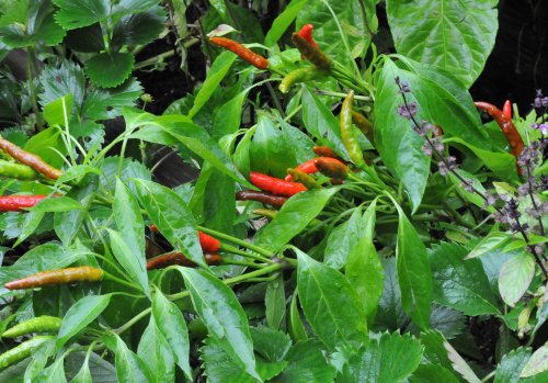 Thai Hot Pepper 4 Live Plants - Extremely Hot! Thai Hot Pepper 4 Live Plants - Extremely Hot!