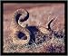 Rattlesnake (Ready to Strike) Framed Art Poster Print - 16 X 20