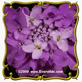 1 Oz Globe Candytuft (Iberis umbellata) Bulk Wildflower Seeds